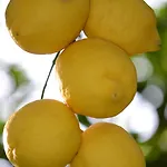 Lemon Garden Boutique Hotel