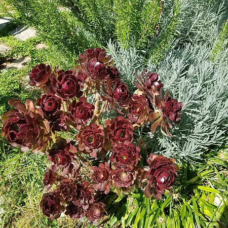 מלון Lemon Garden Boutique בוזבורון