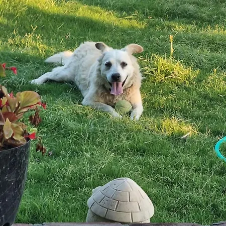 Lemon Garden Boutique מלון בוזבורון