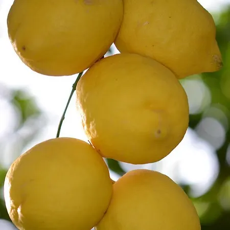 Lemon Garden Boutique מלון
